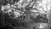 Stefan Duncan - Angel Oak